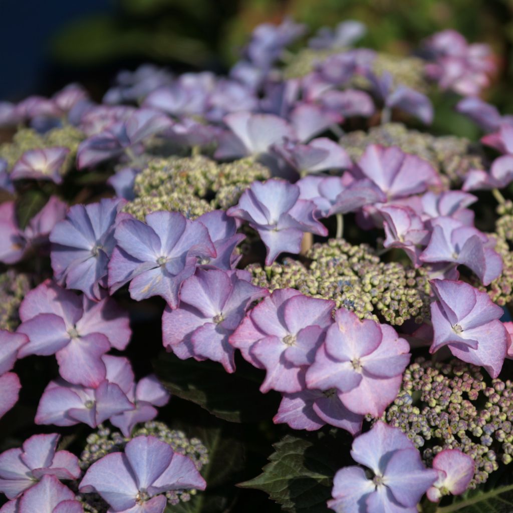Hortensia "Tiffany" 0.40 - 0.60 m / Hydrangea macr. "Tiffany" /