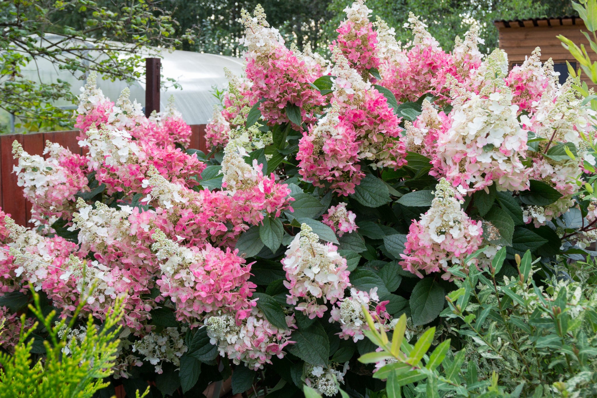 Hortensia paniculata "Pinky Winky" / Hydrangea paniculata "Pinky Winky"/