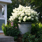 Hortensia paniculata "Bobo" în ghiveci, aducând un strop de eleganță grădinii tale. Perfectă pentru terase!