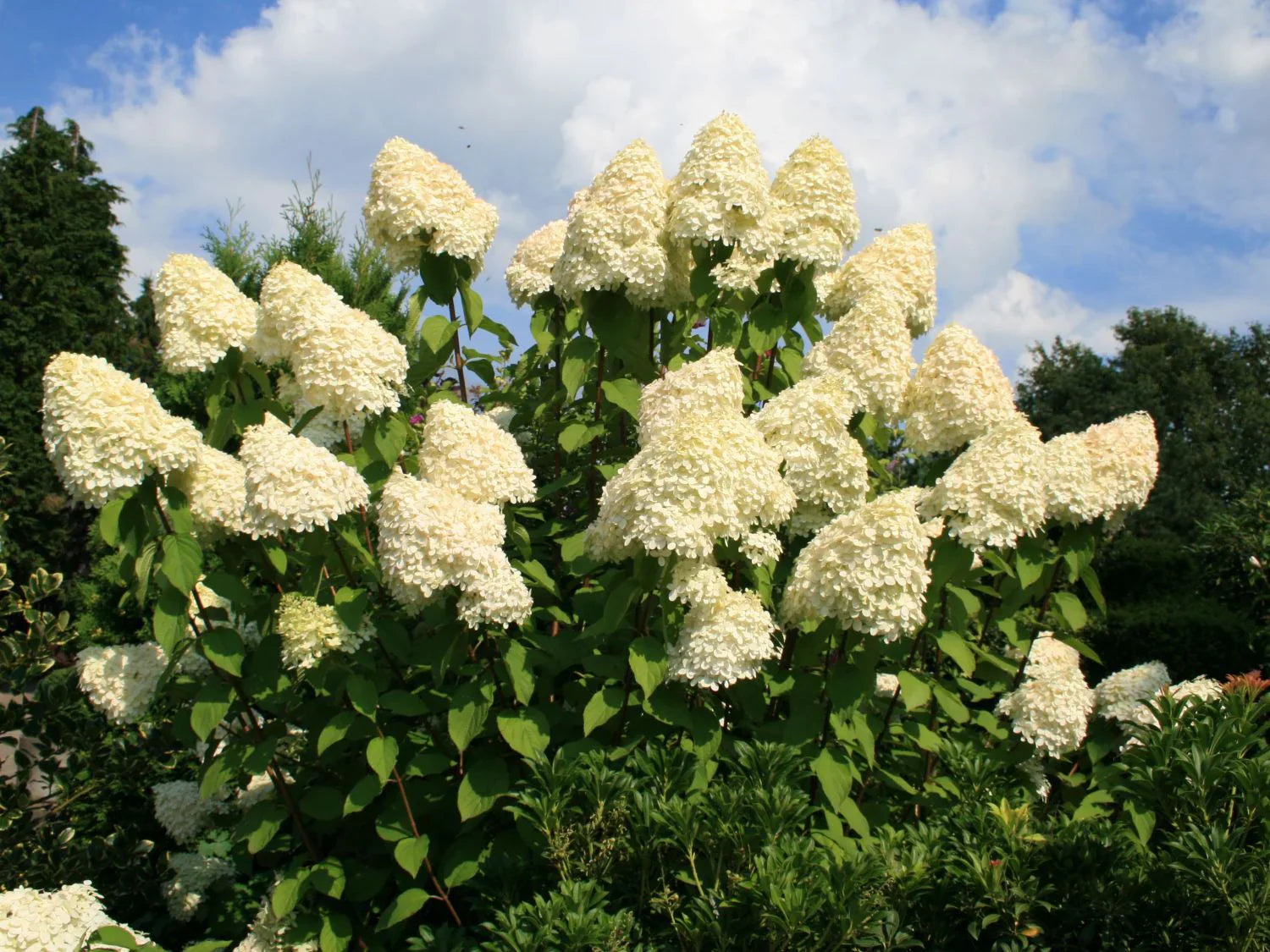 Hortensia paniculata "Grandiflora" înflorită, ideală pentru grădini, disponibilă la florăria noastră.