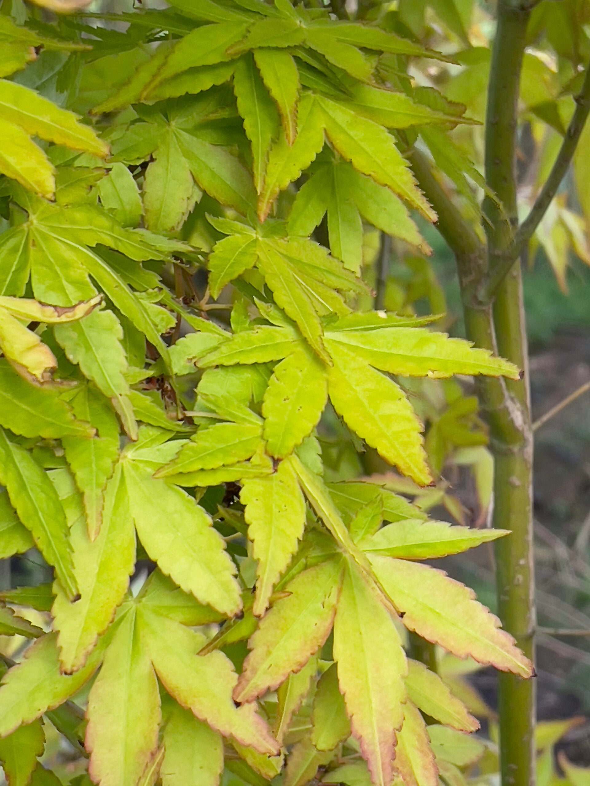 Artar japonez "Sode Nishiki" 1.20 - 1.50 m / Acer palmatum "Sode Nishiki"/