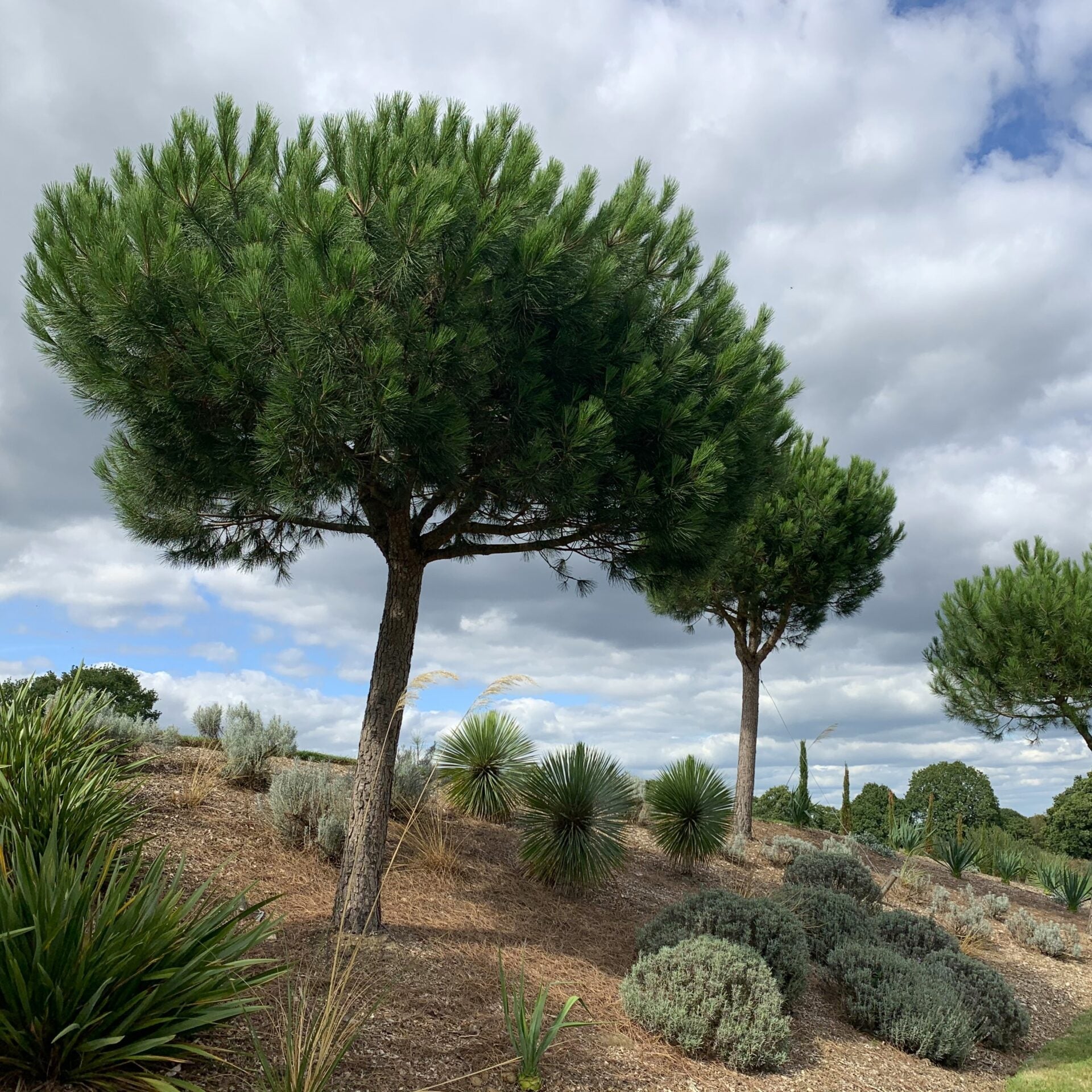 Pin mediteraneean 2.50 - 3.00 m / Pinus pinea /