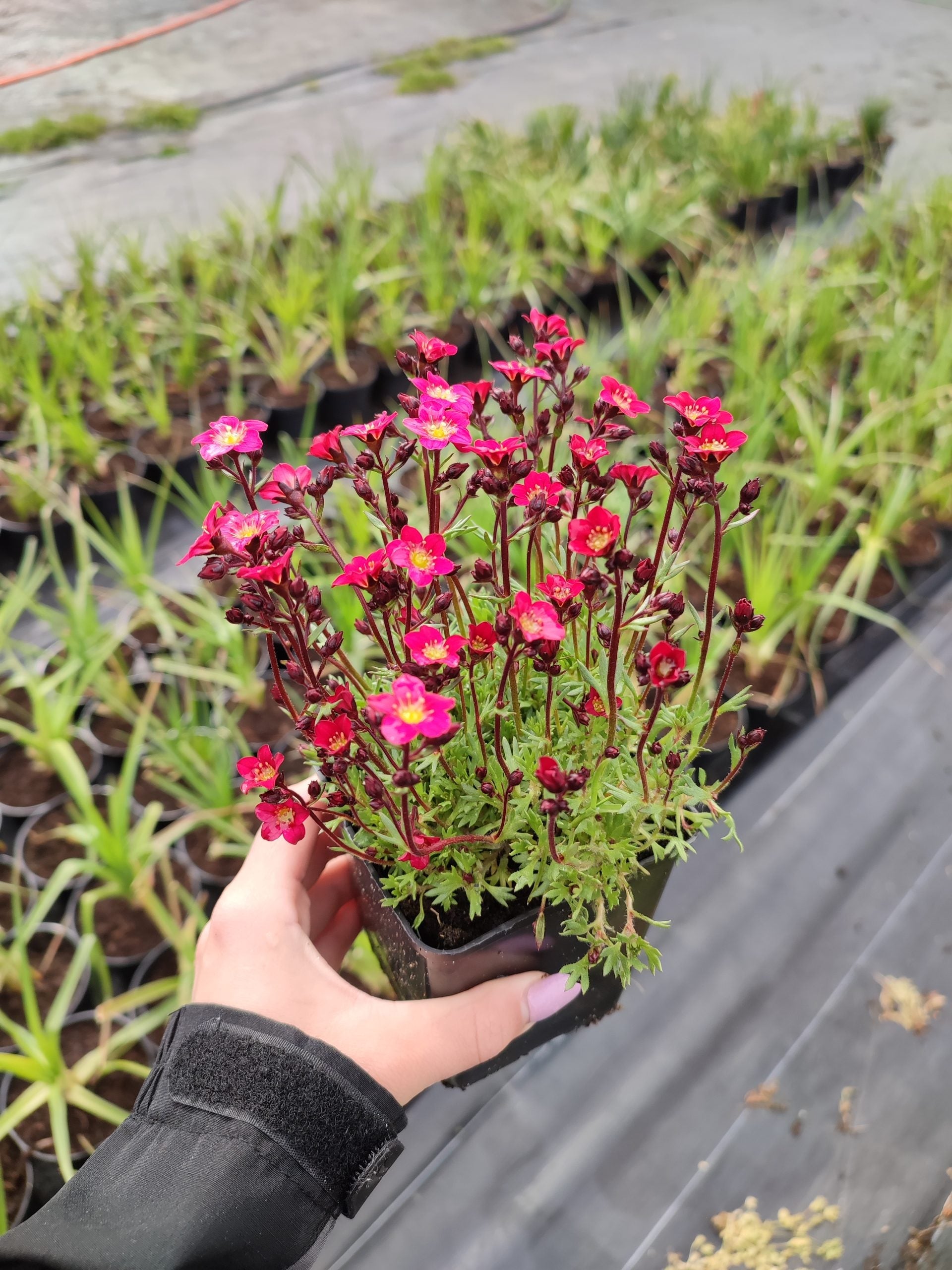 Saxifraga arendsii "Carpet Pink"