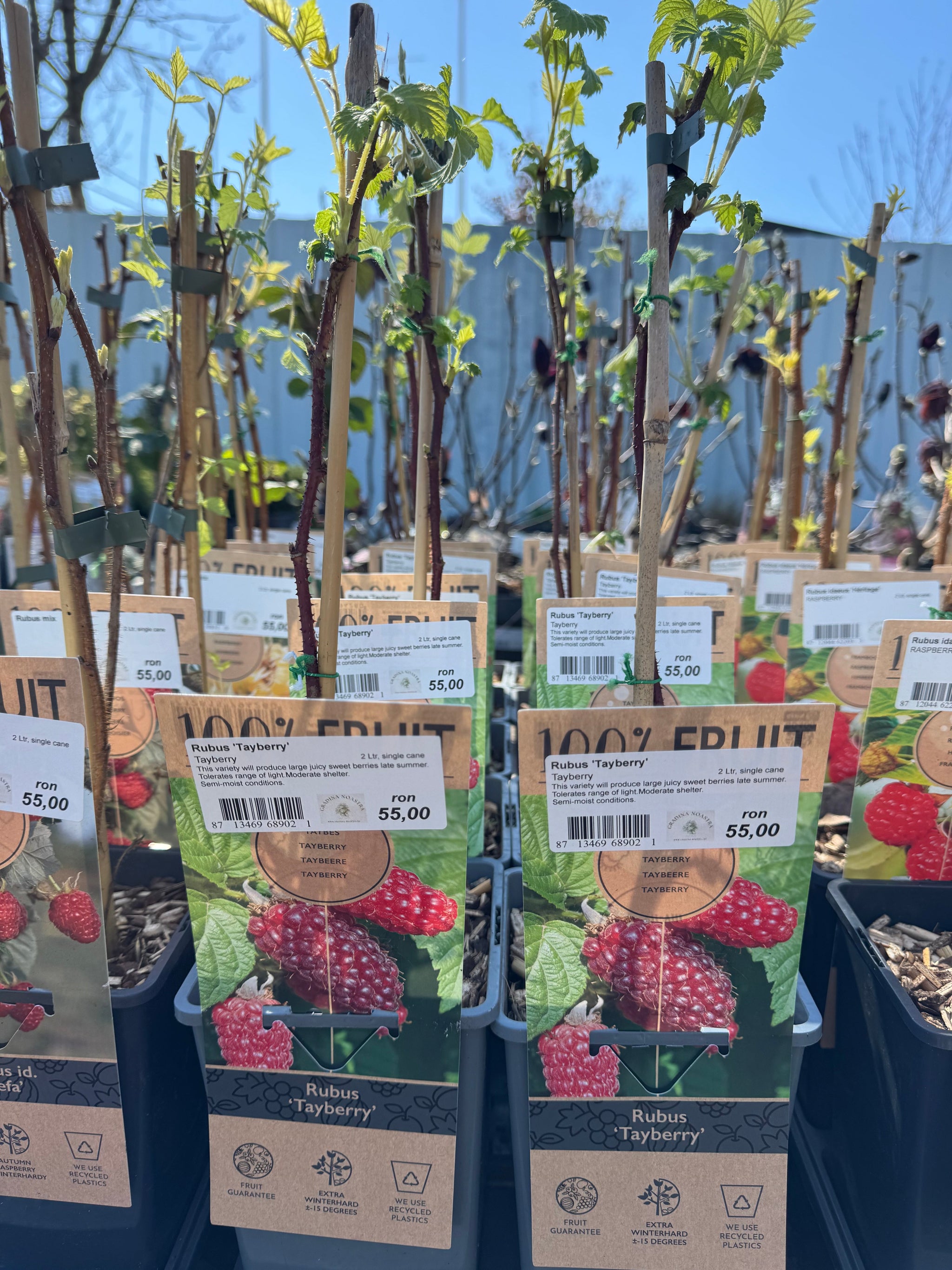 Zmeur "Tayberry" 0.40 -0.50 m / Rubus "Tayberry" /