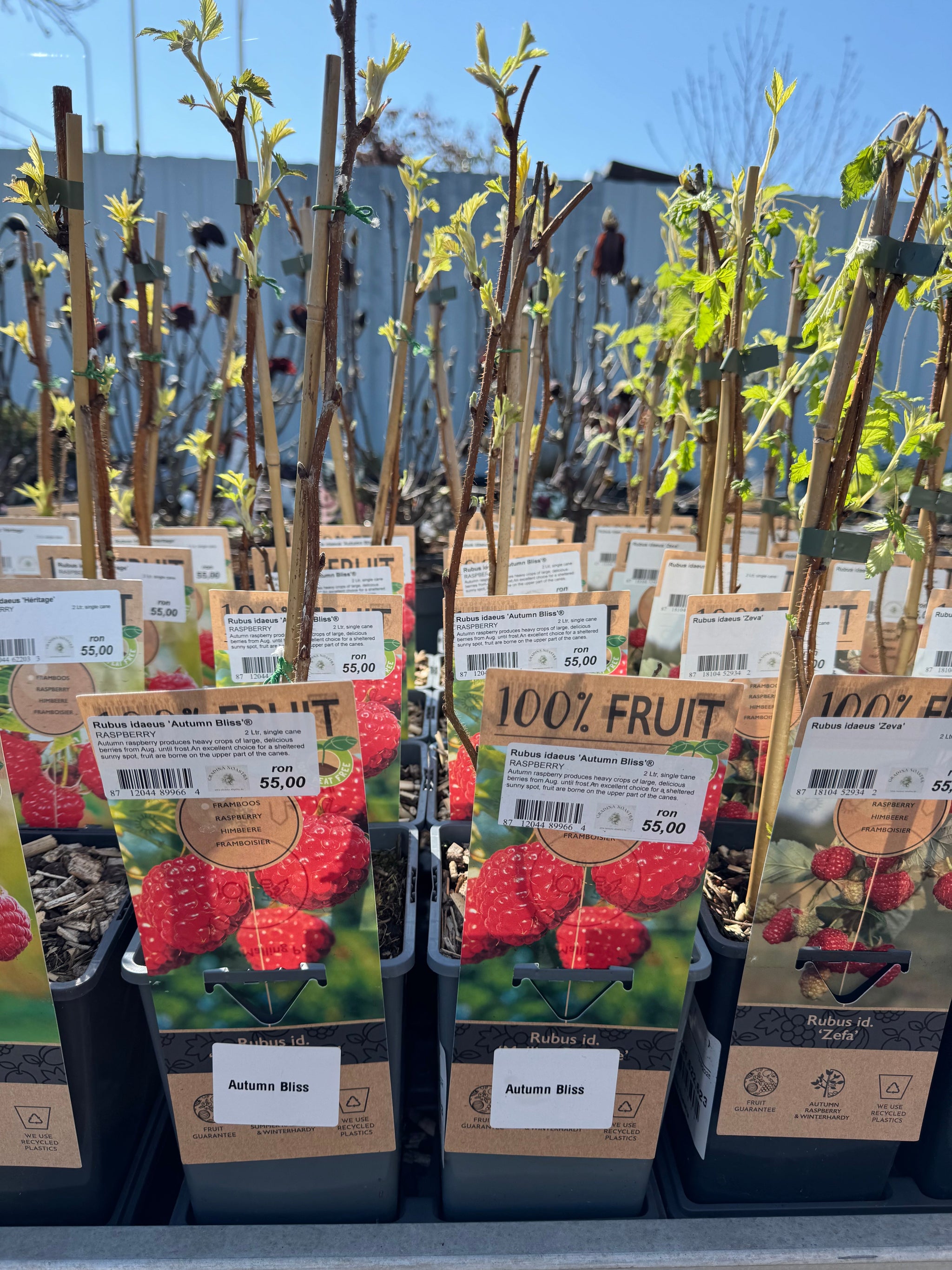 Zmeur "Autumn Bliss" 0.40 -0.50 m / Rubus idaeus "Autumn Bliss" /