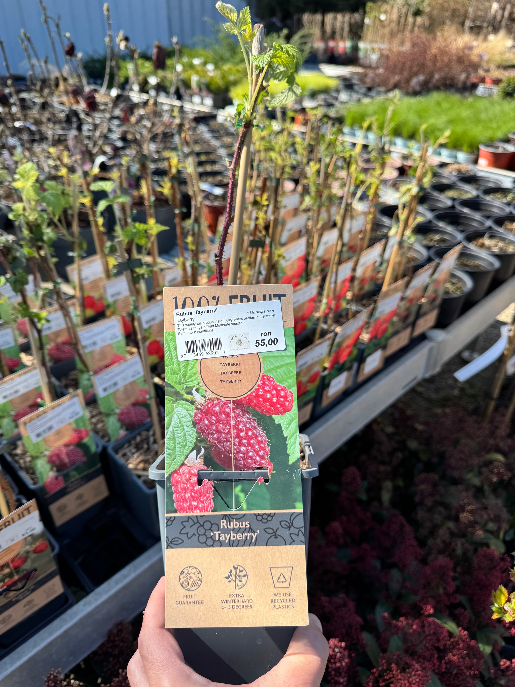 Zmeur "Tayberry" 0.40 -0.50 m / Rubus "Tayberry" /