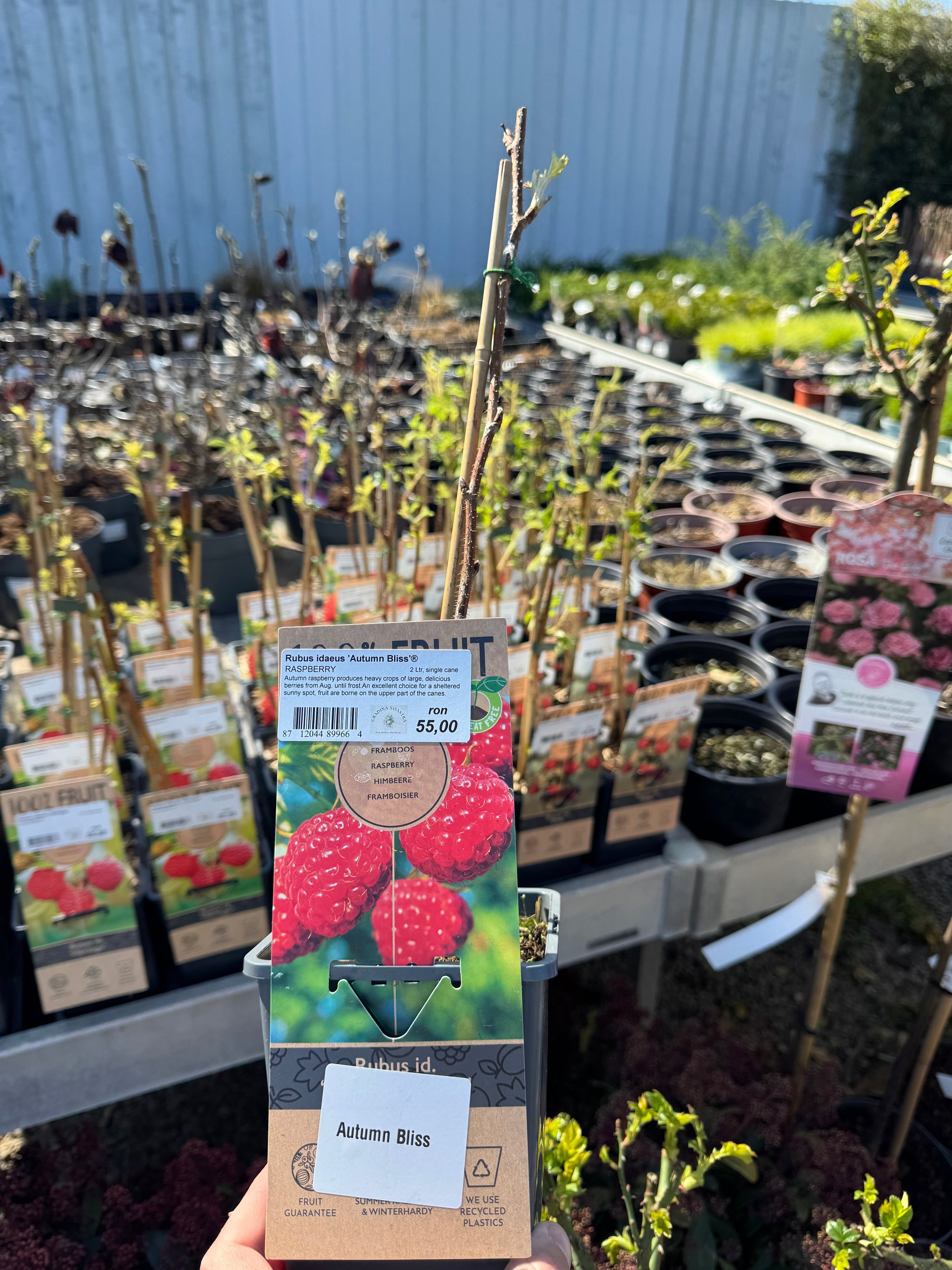 Zmeur "Autumn Bliss" 0.40 -0.50 m / Rubus idaeus "Autumn Bliss" /