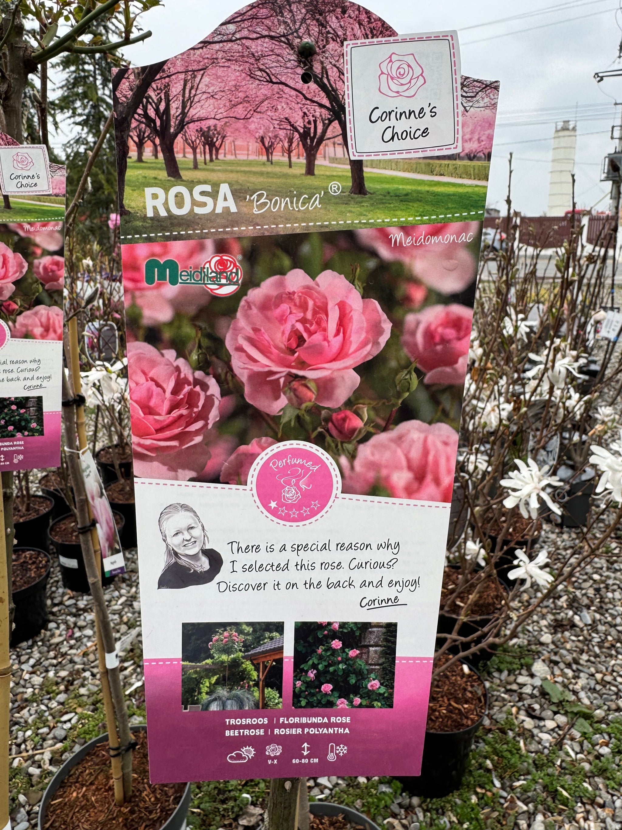 Trandafir pe picior "Bonica" 1.20 - 1.30 m (Rosa "Bonica")