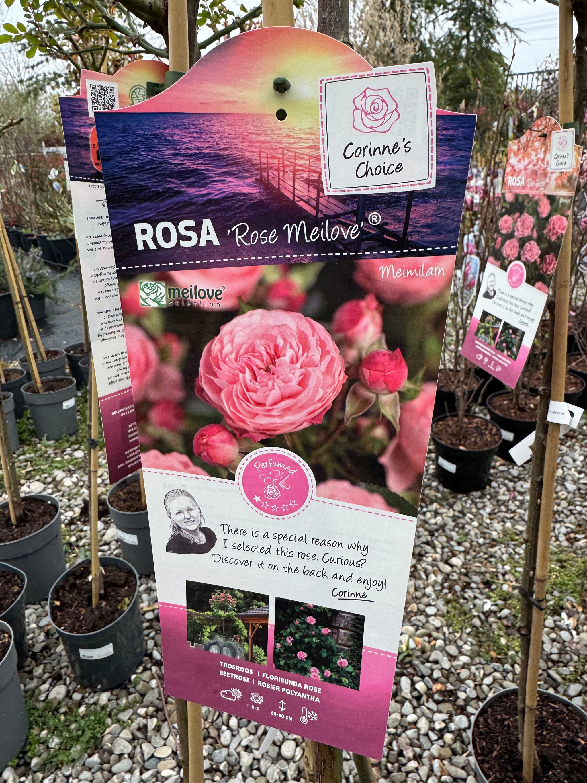 Trandafir pe picior "Rose Mailove" 1.20 - 1.30 m (Rosa "Rose Mailove")