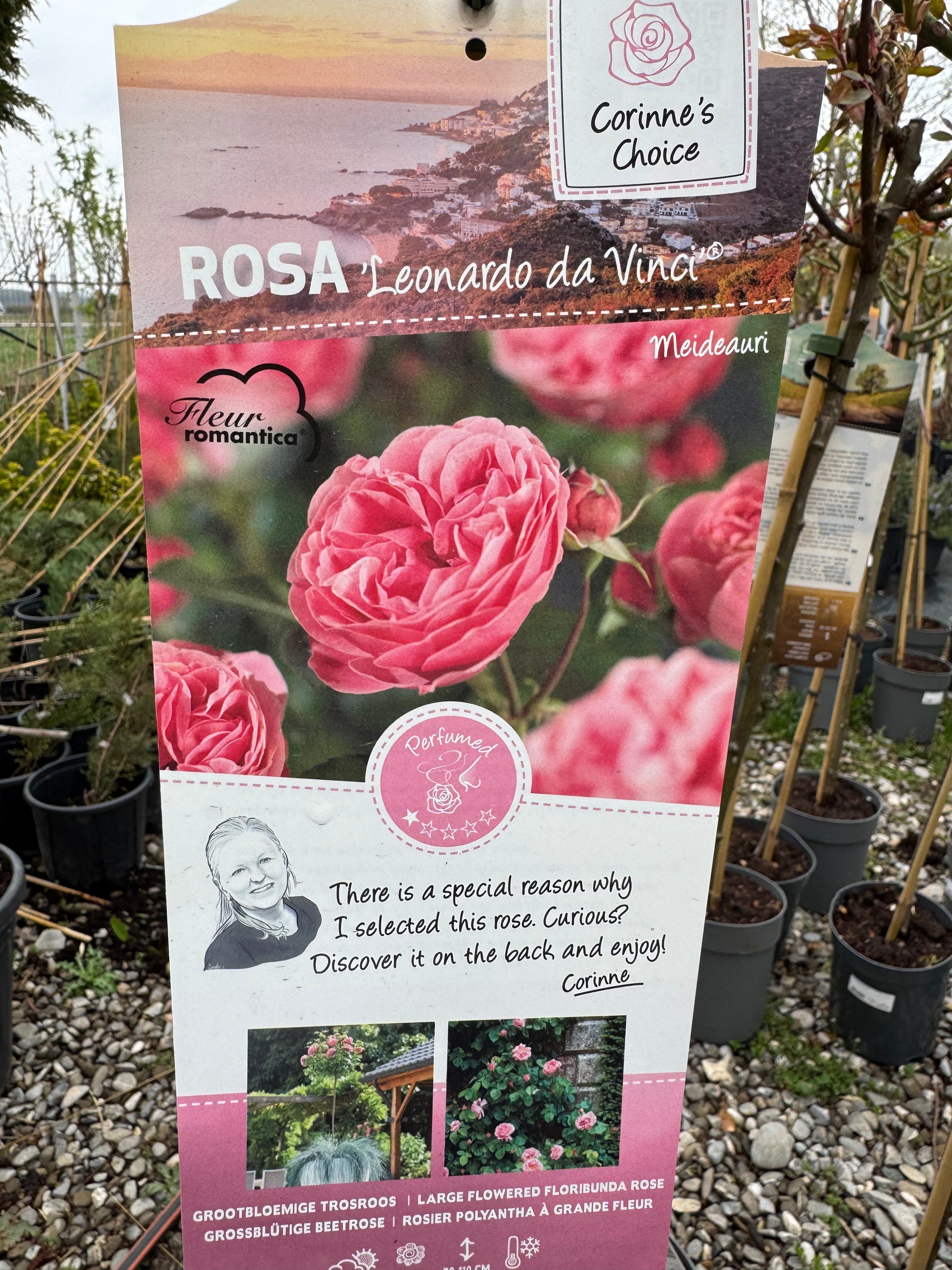 Trandafir pe picior "Leonardo Da Vinci" 1.20 - 1.30 m (Rosa "Leonardo Da Vinci"