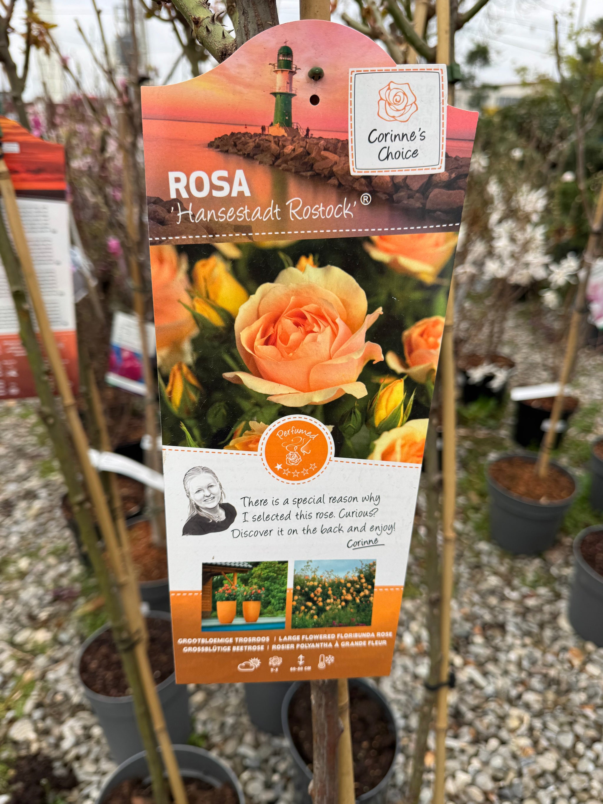 Trandafir pe picior "Hansestadt Rostock" 1.20 - 1.30 m (Rosa "Hansestadt Rostock")