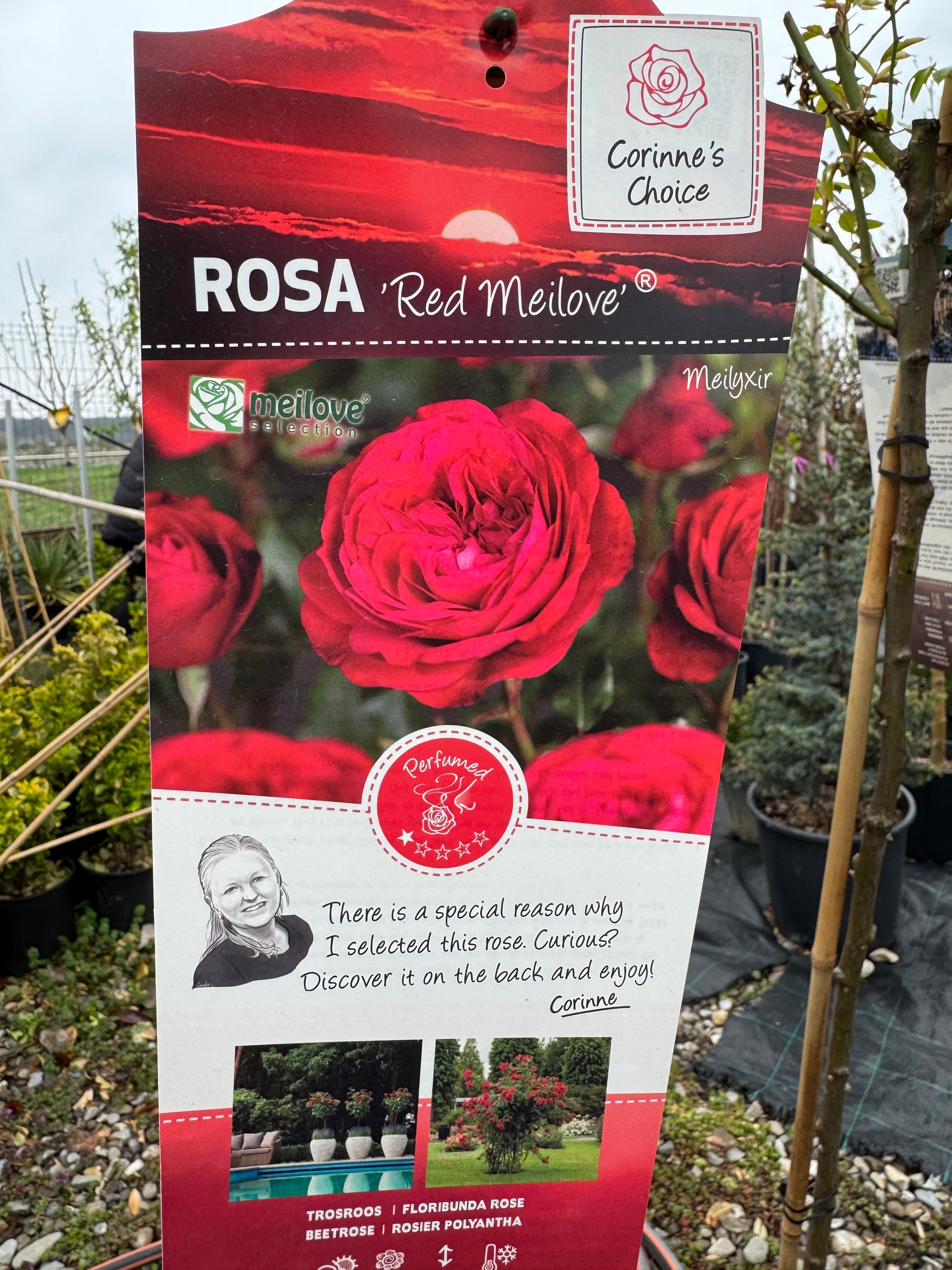 Trandafir pe picior "Red Meilove" 1.20 - 1.30 m (Rosa "Red Meilove")