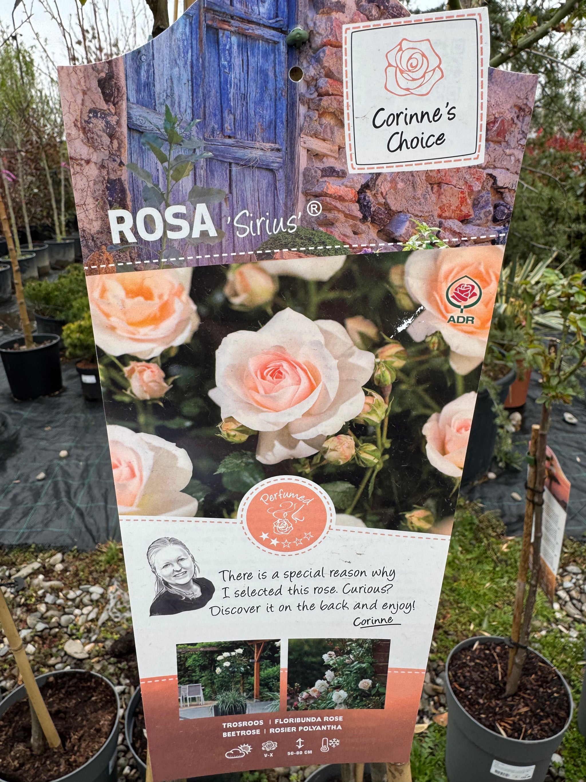 Trandafir pe picior "Sirius" 1.20 - 1.30 m (Rosa "Sirius")