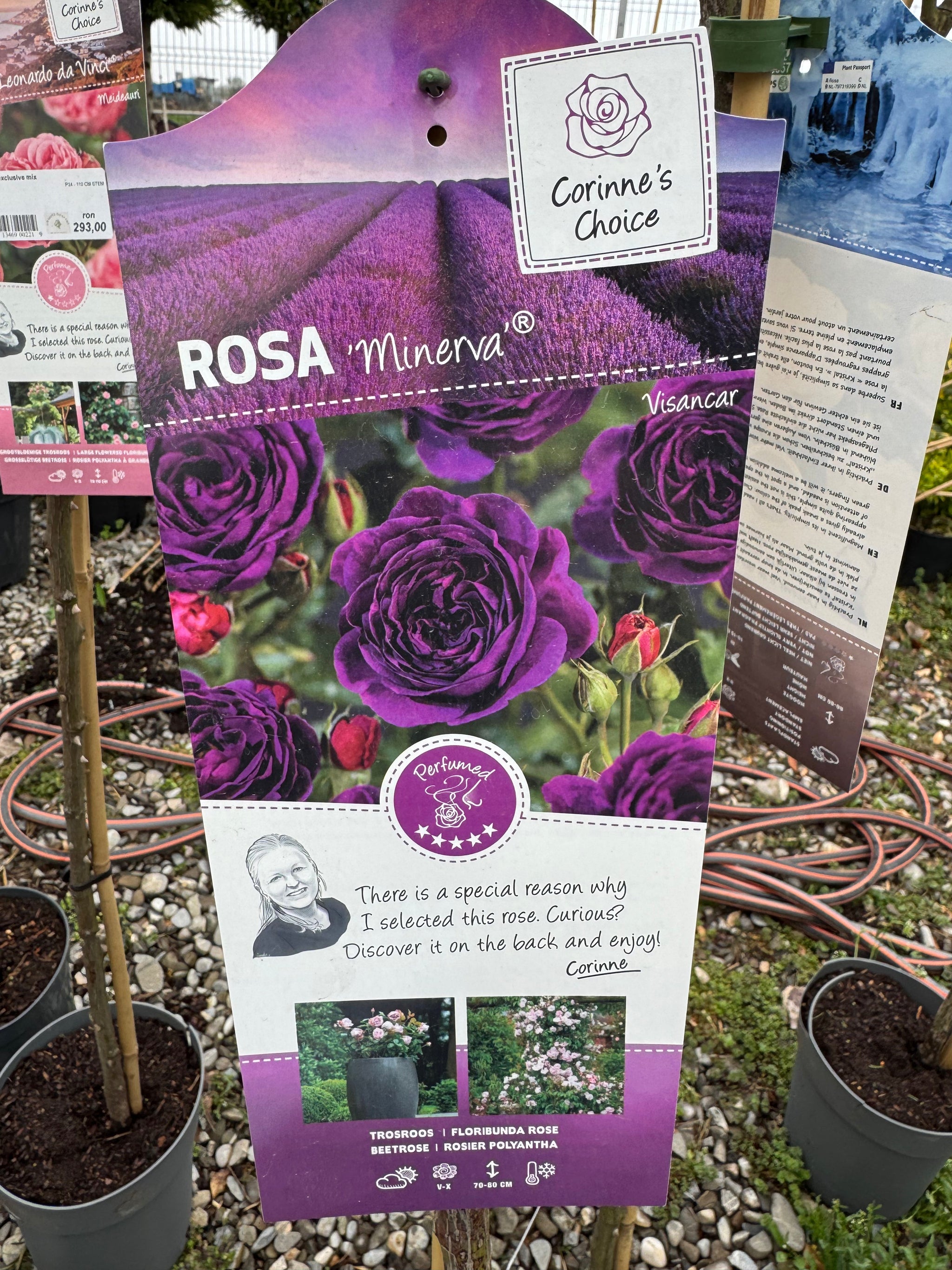 Trandafir pe picior "Minerva" 1.20 - 1.30 m (Rosa "Minerva")