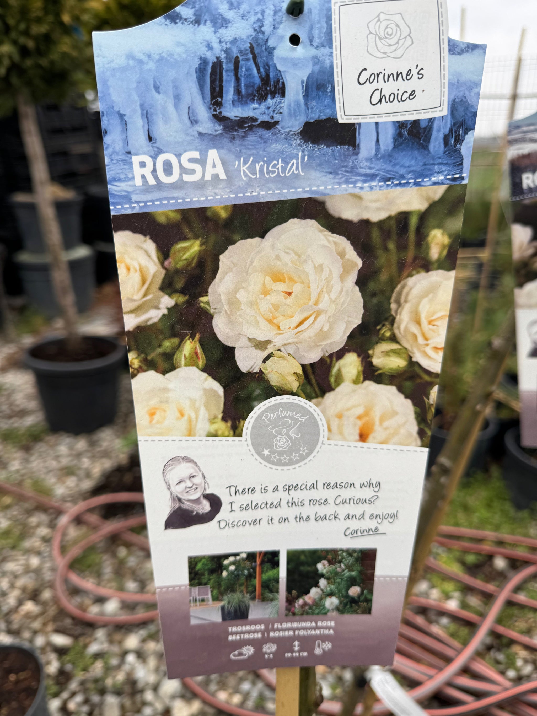 Trandafir pe picior "Kristal" 1.20 - 1.30 m (Rosa "Kristal")