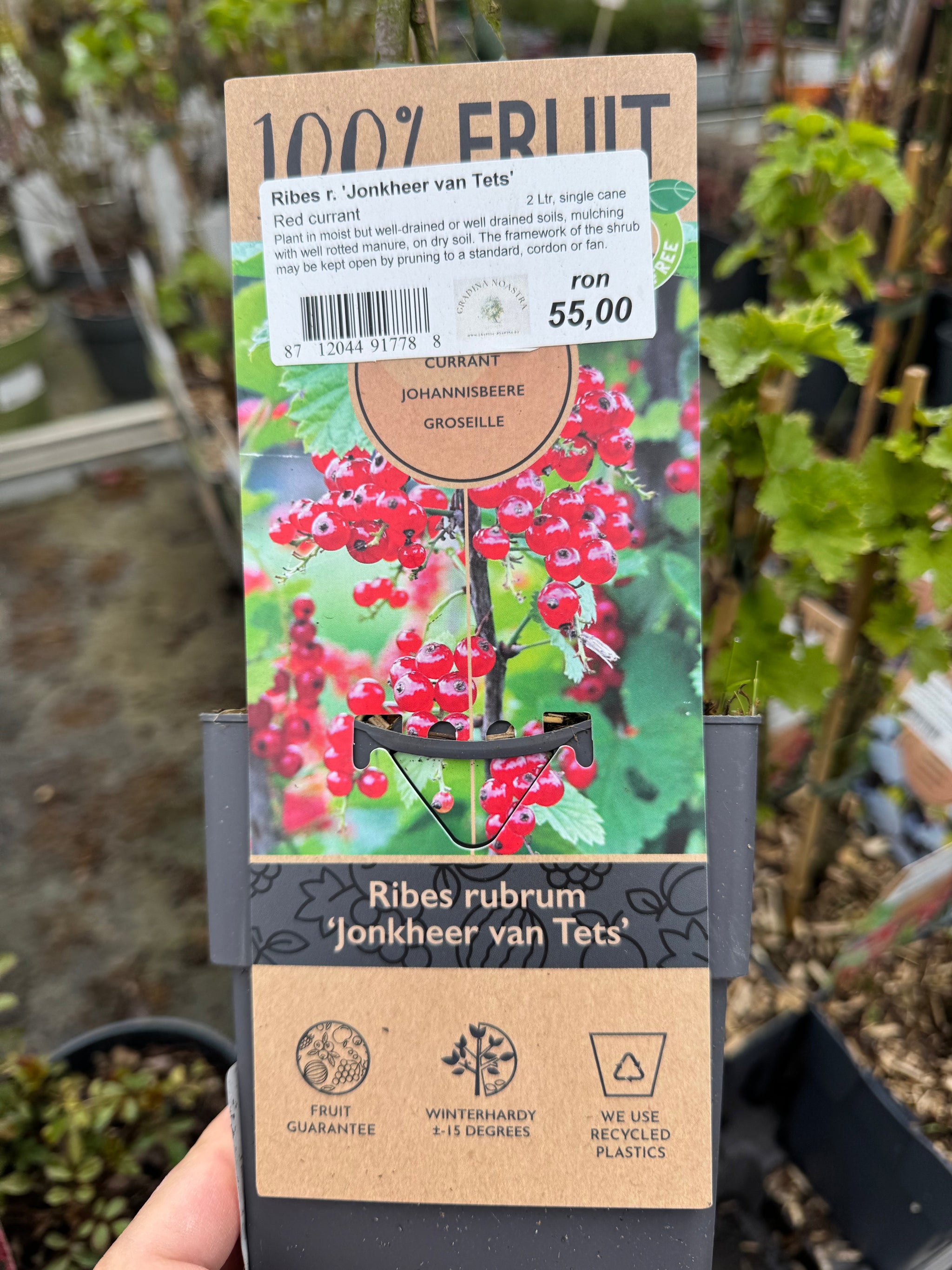 Coacăz rosu Jonkheer van Tets' 0.40 -0.50 m / Ribes rubrum 'Jonkheer van Tets' /