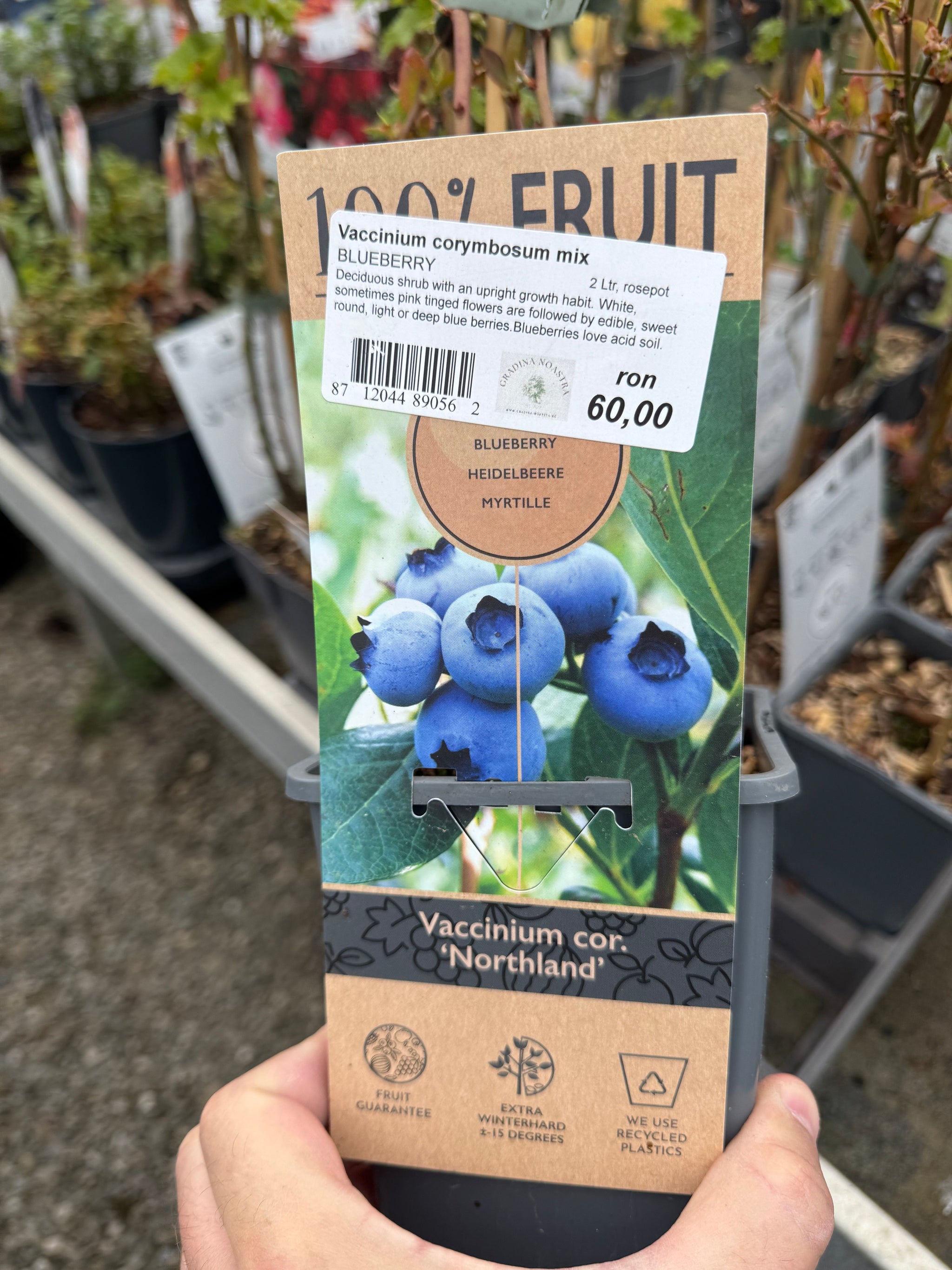 Afin mix 0.40 -0.50 m / Vaccinium corymbosum mix / cu fructe mari, dulci, ideal pentru grădini. Preț: 60 ron.
