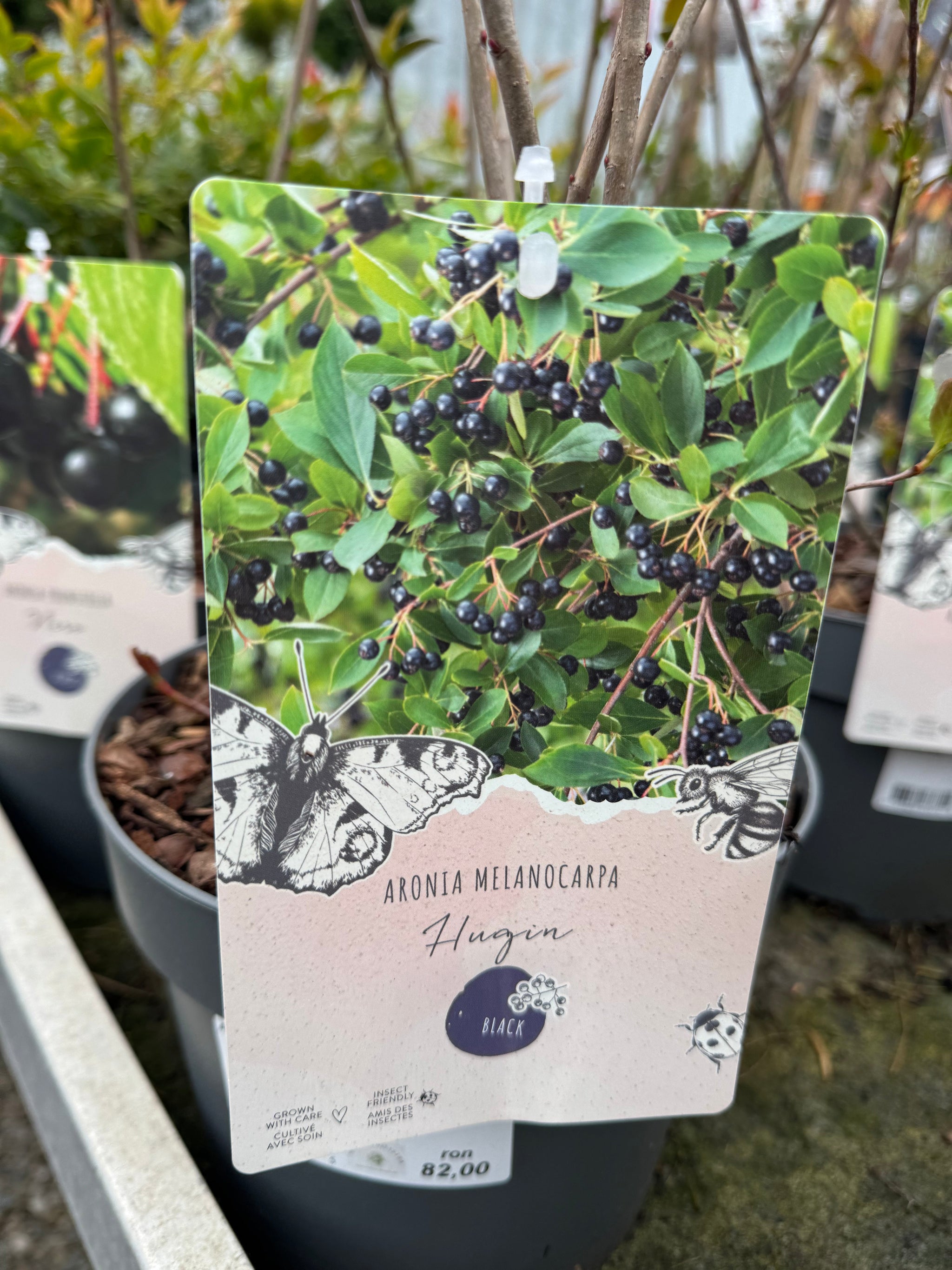 Aronia mix 0.50 -0.60 m / Aronia mix /