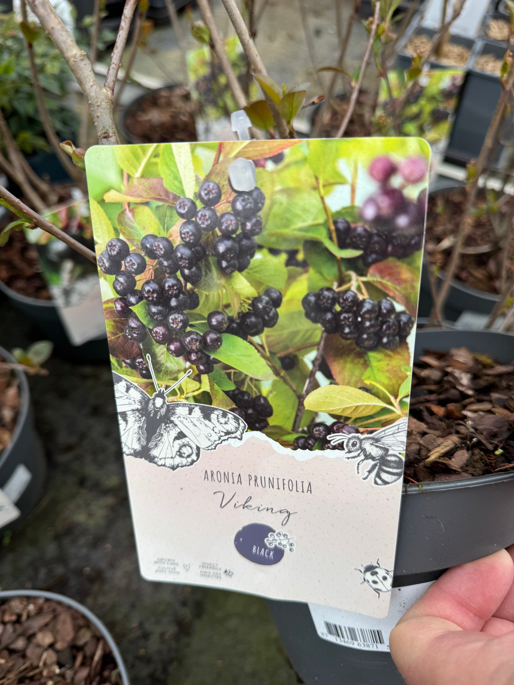 Aronia mix 0.50 -0.60 m / Aronia mix /