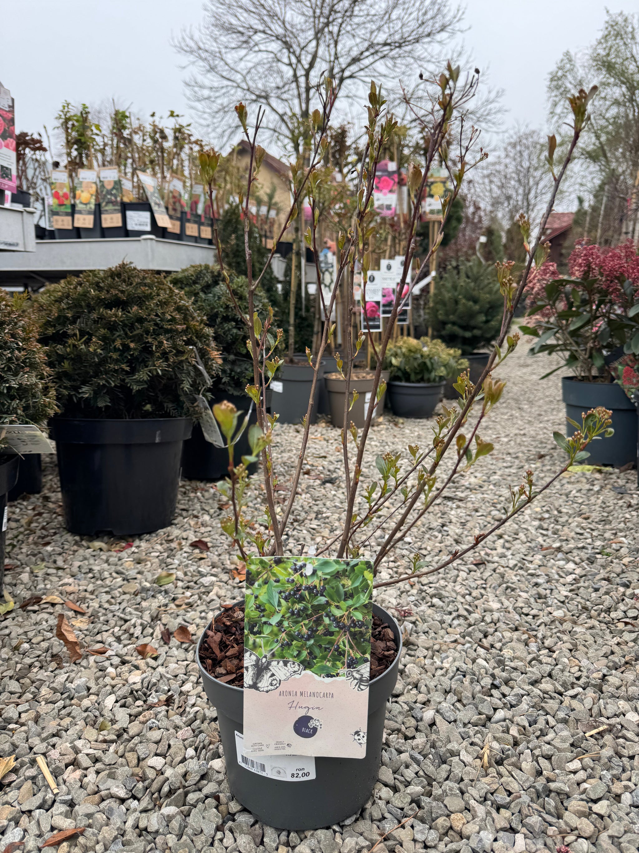 Aronia mix 0.50 -0.60 m / Aronia mix /