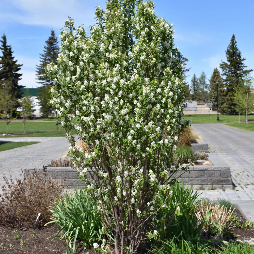 Arbore de stafide "Obelisk" 1.50 - 1.70 m / Amelanchier alnifolia "Obelisk"/