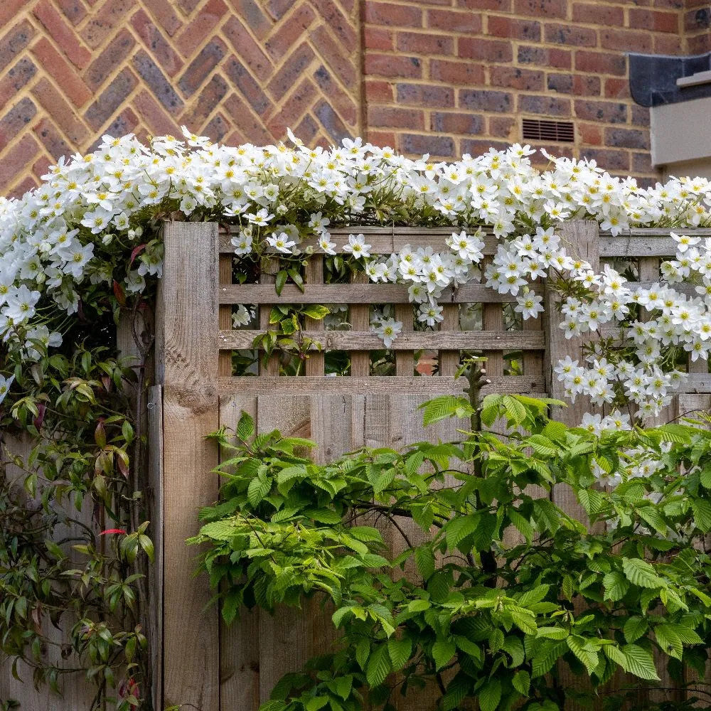 Clematis cartmanii "Avalanche"