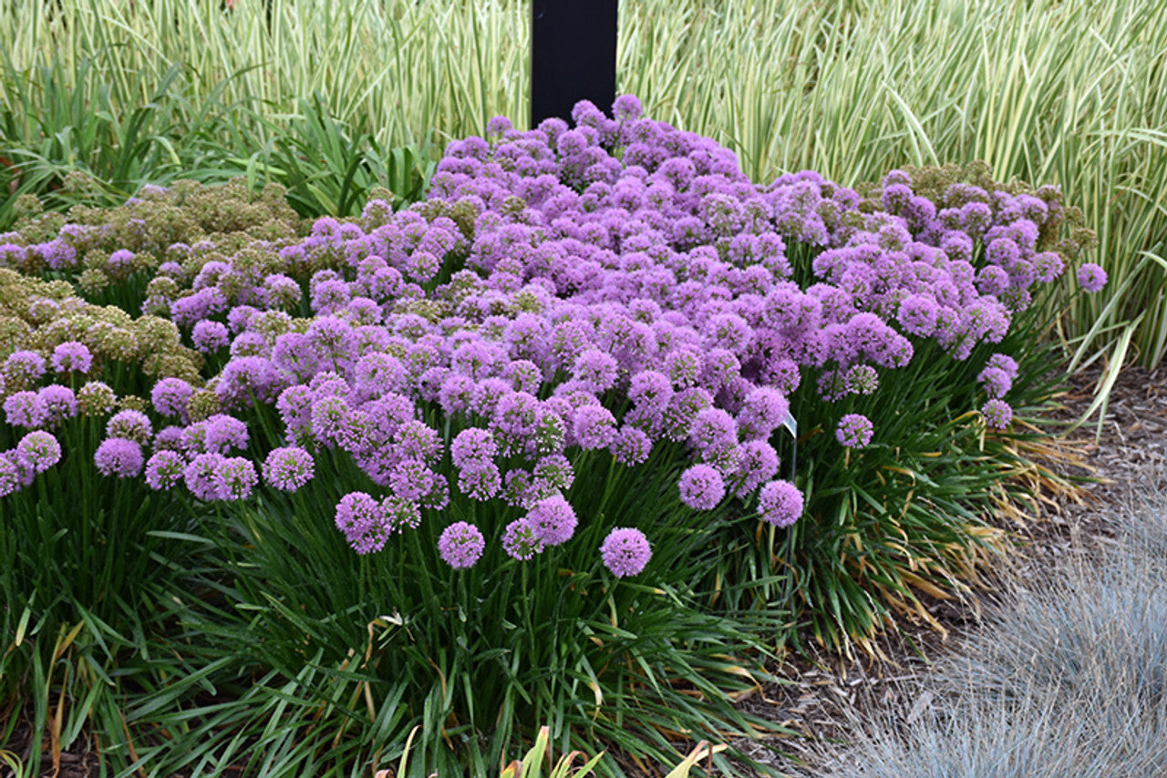 Allium 'Medusas Hair' ®