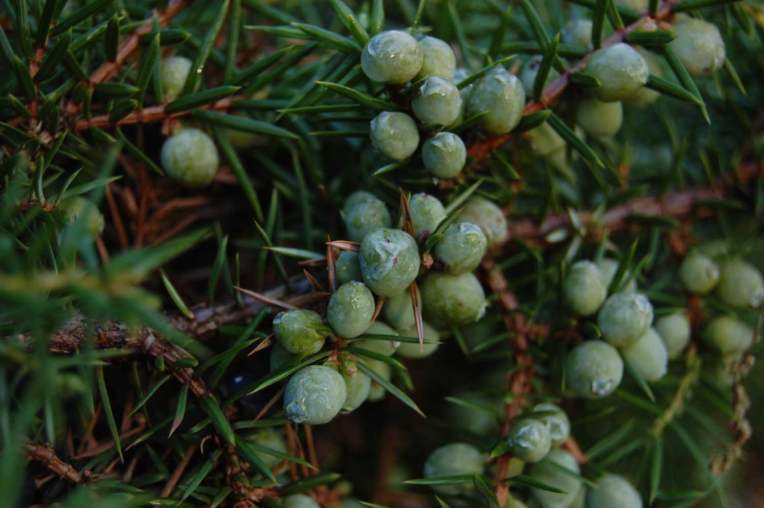 Ienupar "Green Carpet" / Juniperus comunis "Green Carpet" cu fructe verzi, ideal pentru grădini elegante și verzi.