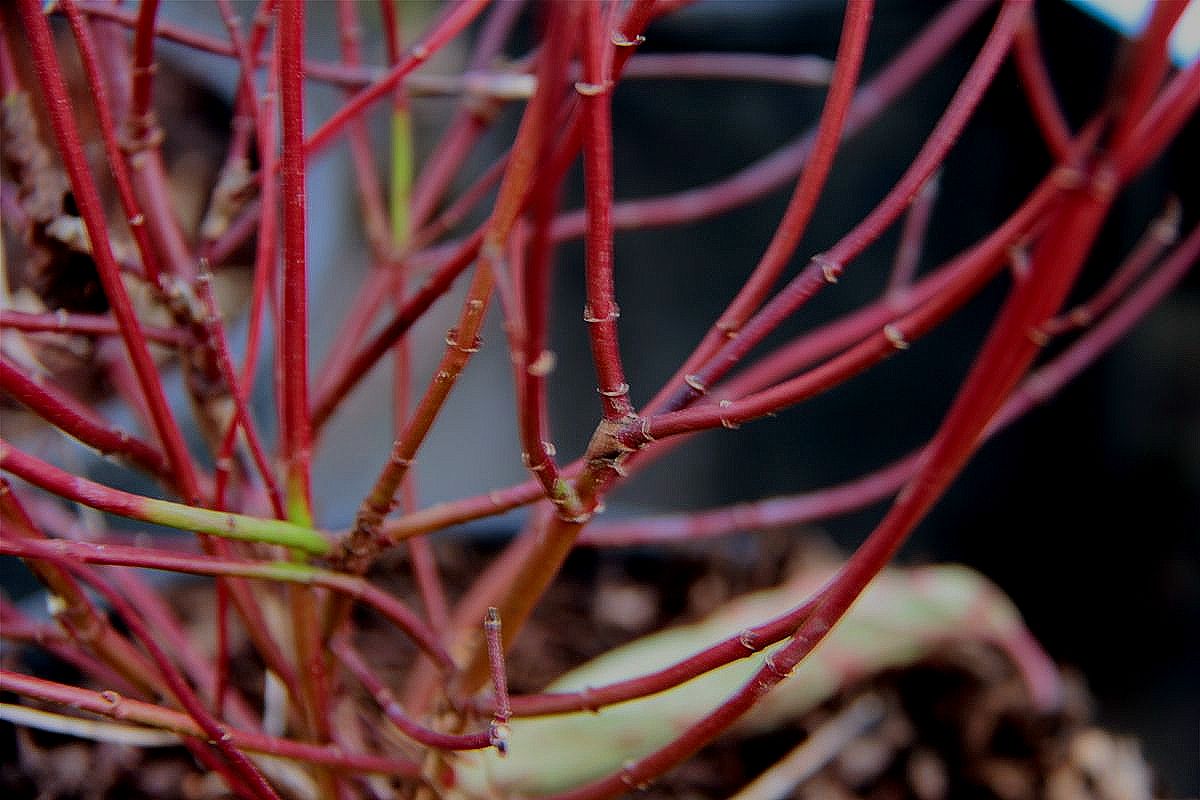 Sanger "Kelseyi" 0.20 - 0.45 m / Cornus sericea "Kelseyi"/