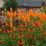 Kniphofia 'Papaya Popsicle'  0.20 - 0.40 m