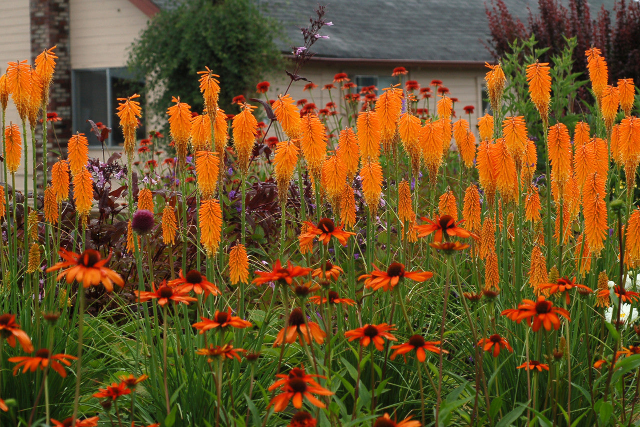 Kniphofia 'Papaya Popsicle'  0.20 - 0.40 m