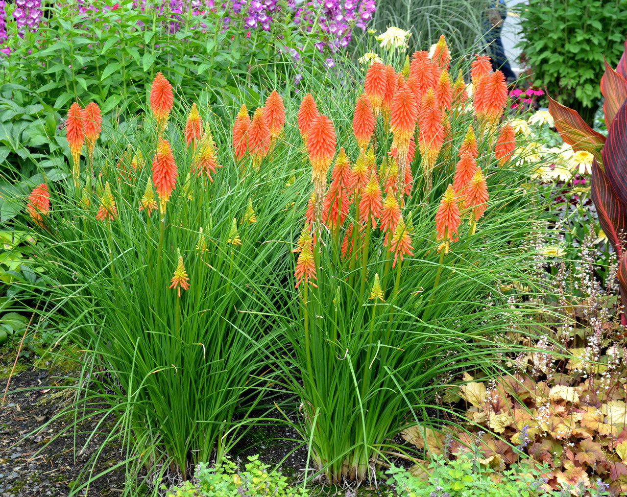 Kniphofia 'Papaya Popsicle'  0.20 - 0.40 m
