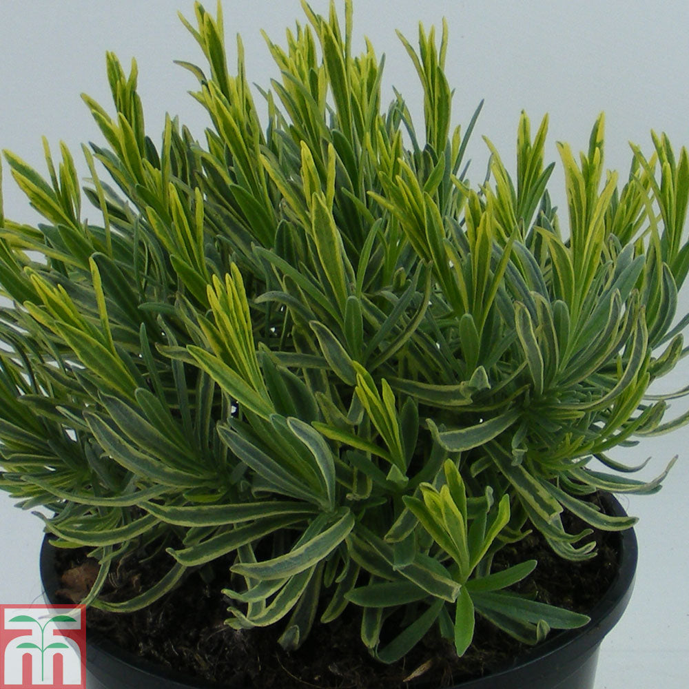 Lavanda "Platinum Blonde" 0.10 m / Lavandula angustifolia "Platinum Blonde"/