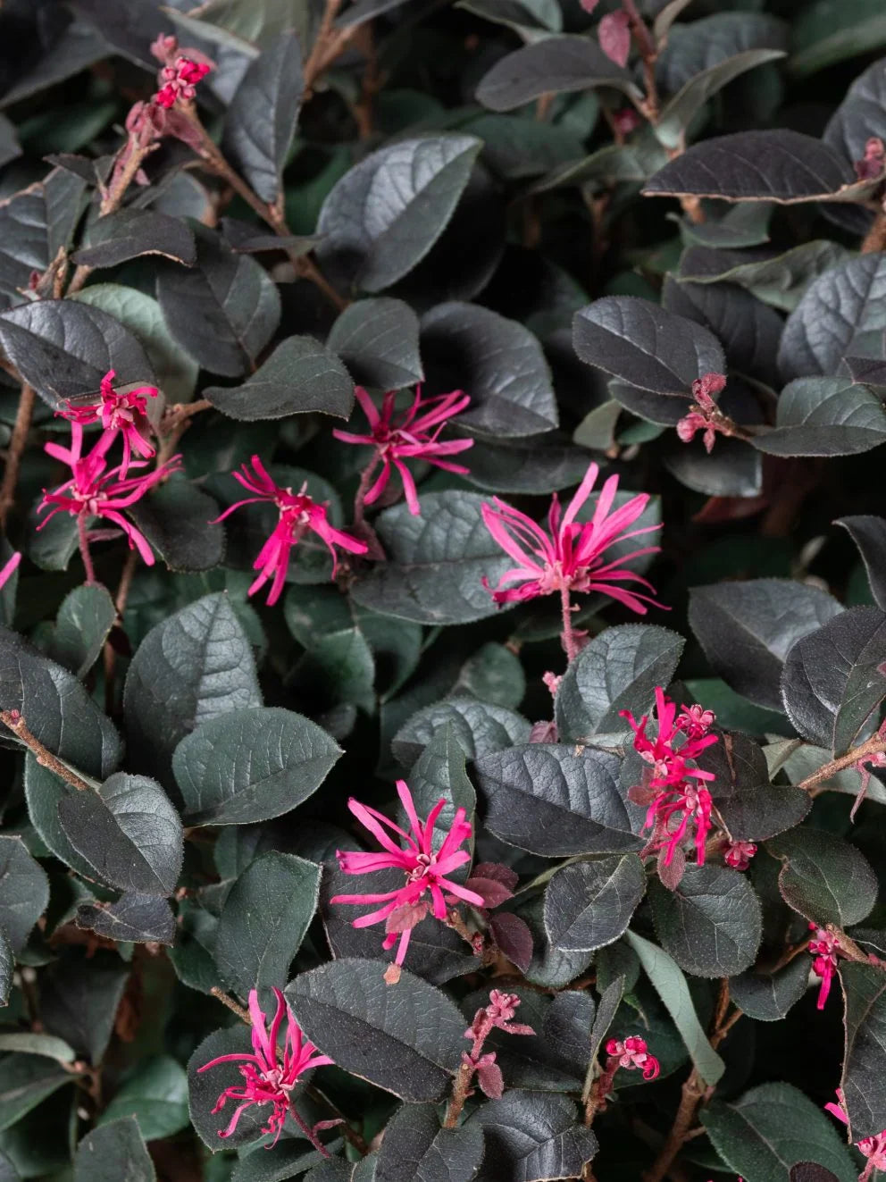 Loropetalum chinense Black Pearl minge 0.70 - 1.00 m / Loropetalum chinense "Black Pearl" /