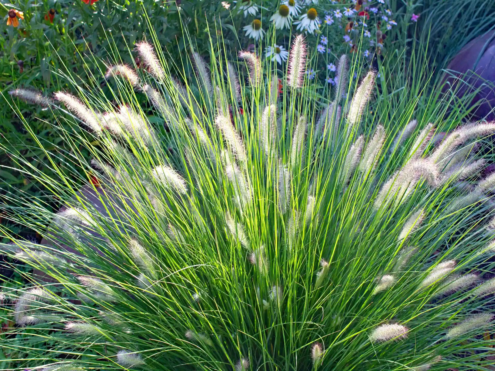 Pennisetum alopecuroides "Hameln"
