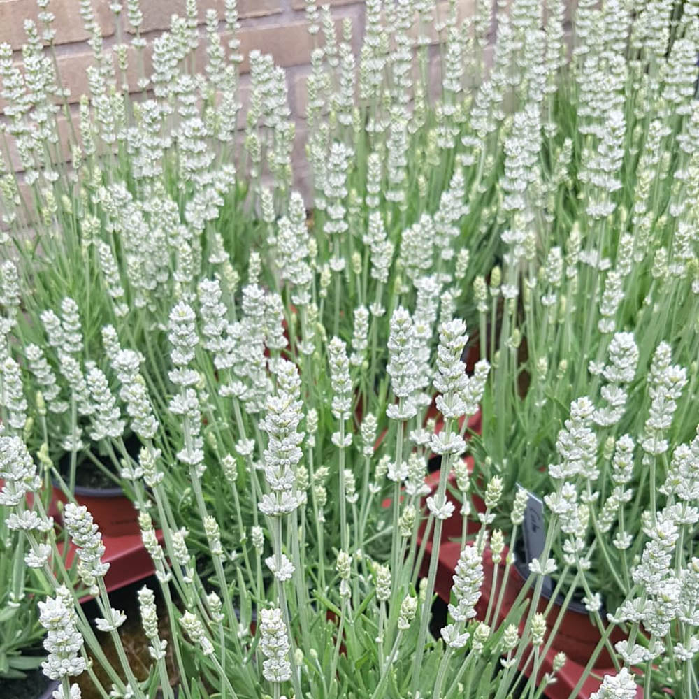 Lavanda "Edelweiss" 0.20 m / Lavandula x intermedia "Edelweiss"/