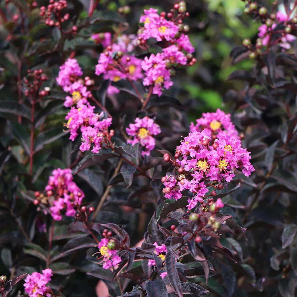 Liliac Indian "Black Diamond Lavander Lace" arbore / Lagerstroemia Indica "Black Diamond Lavander Lace" /
