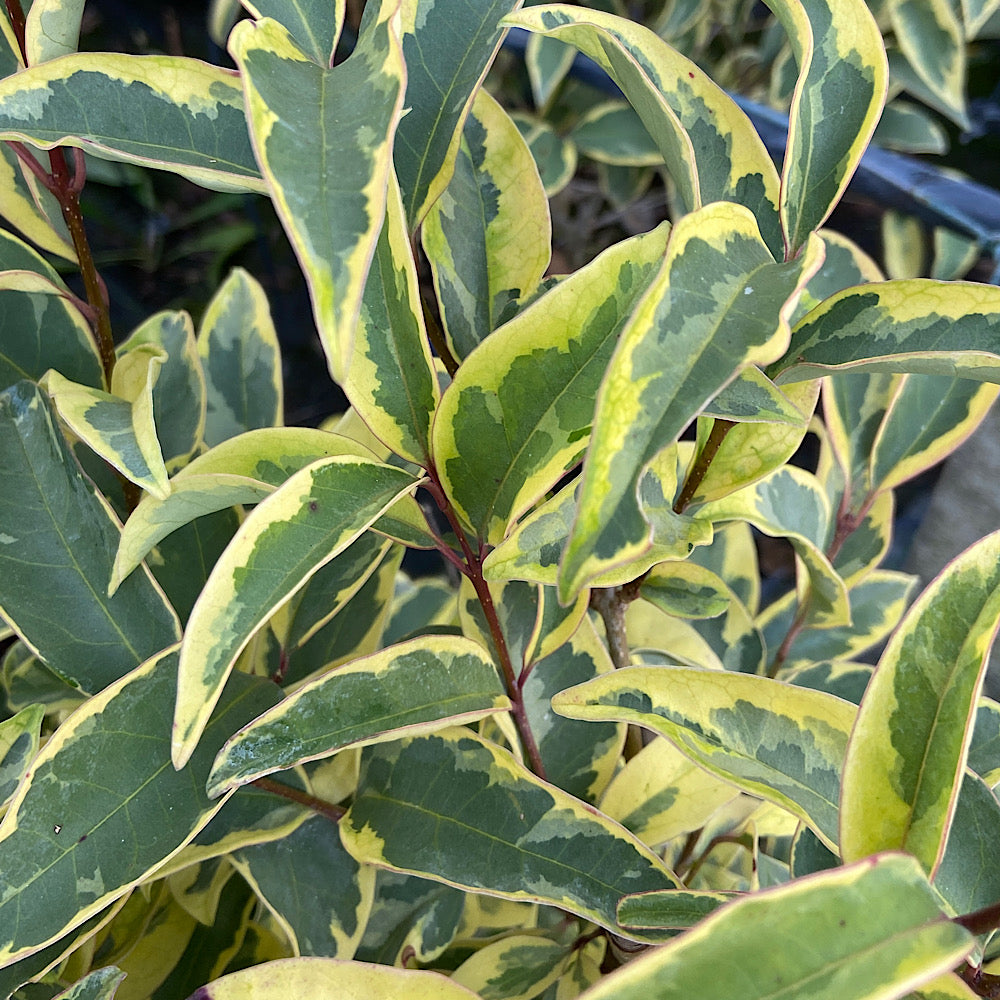 Lemn cainesc "Excelsum Superbum" 1.20 - 1.50 m / Ligustrum japonicum "Excelsum Superbum"/