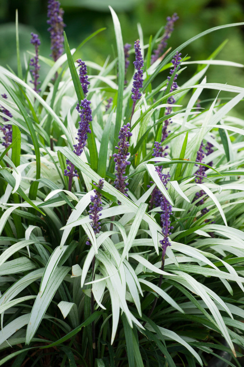 Liriope muscari "Okina"