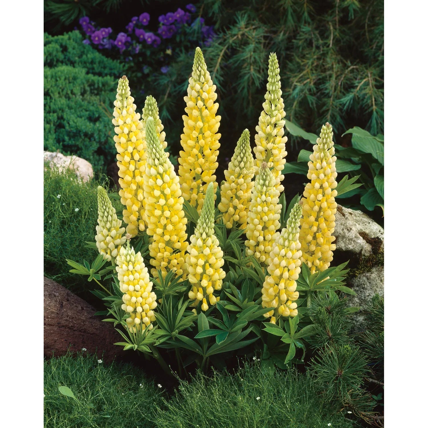 Lupinus "Gallery Yellow"
