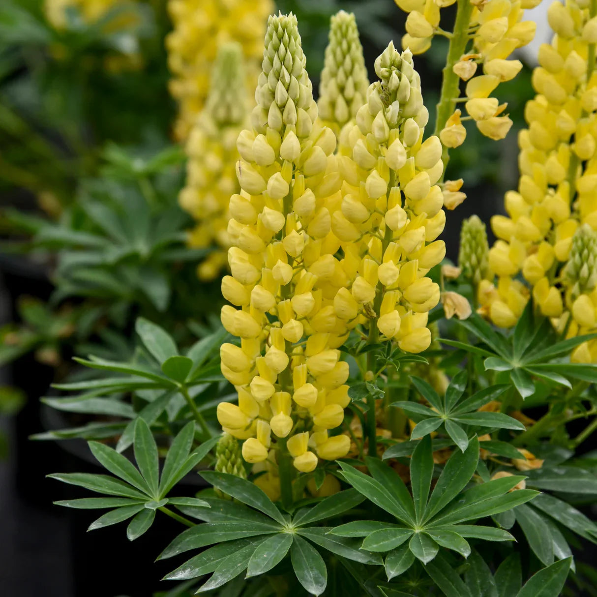 Lupinus "Gallery Yellow"