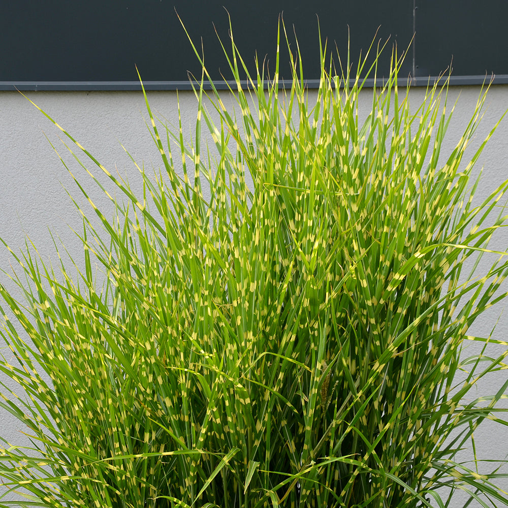 Iarba elefantului "Strictus" 0.20 - 0.30 m / Miscanthus sinensis "Strictus" /