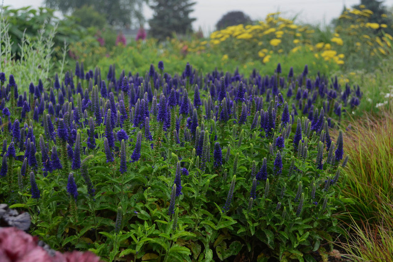 Veronica "Blue Indigo" 0.10 - 0.20 m