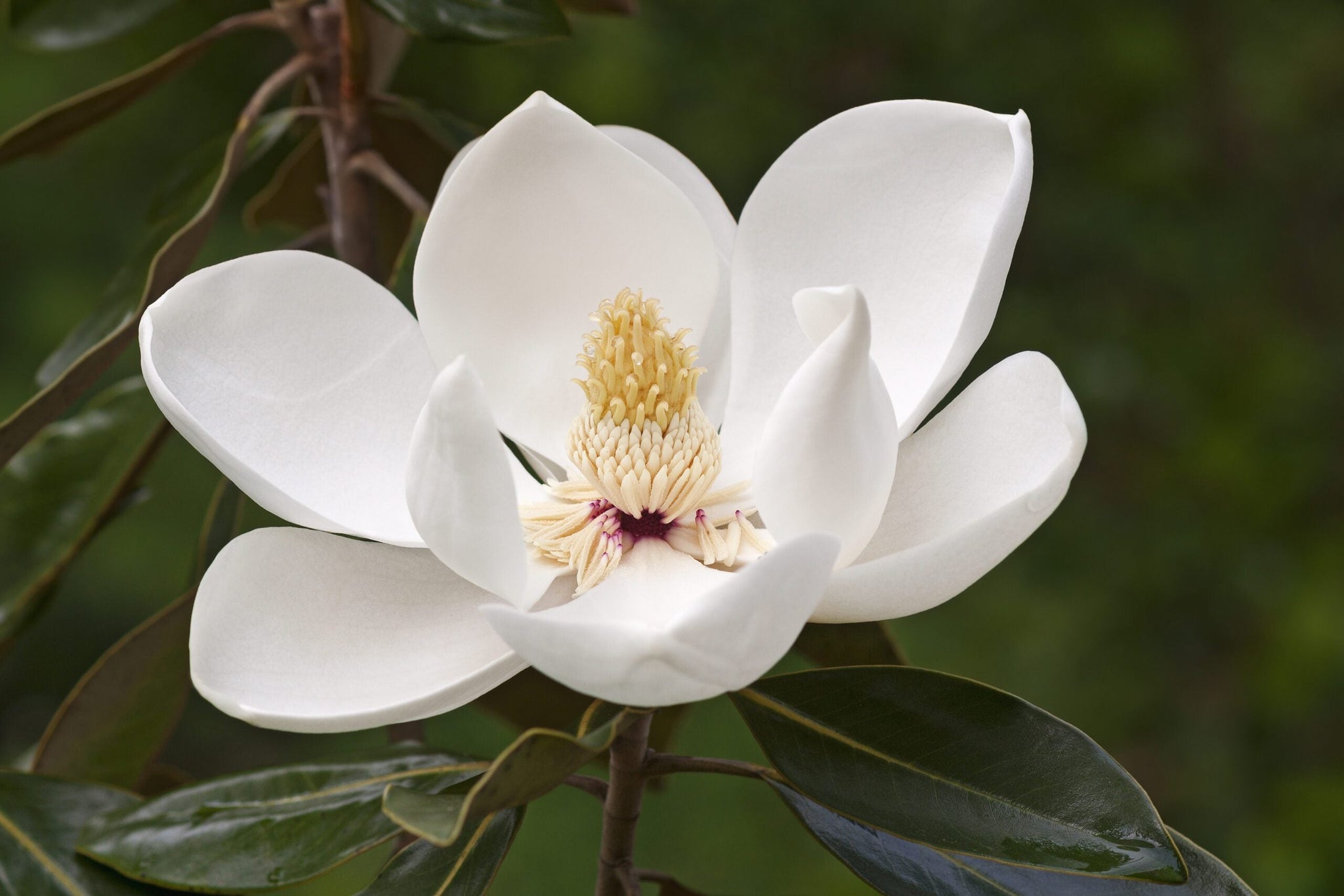 Magnolia vesnic verde "Goliath" multitulpinala / Magnolia grandiflora "Goliath"