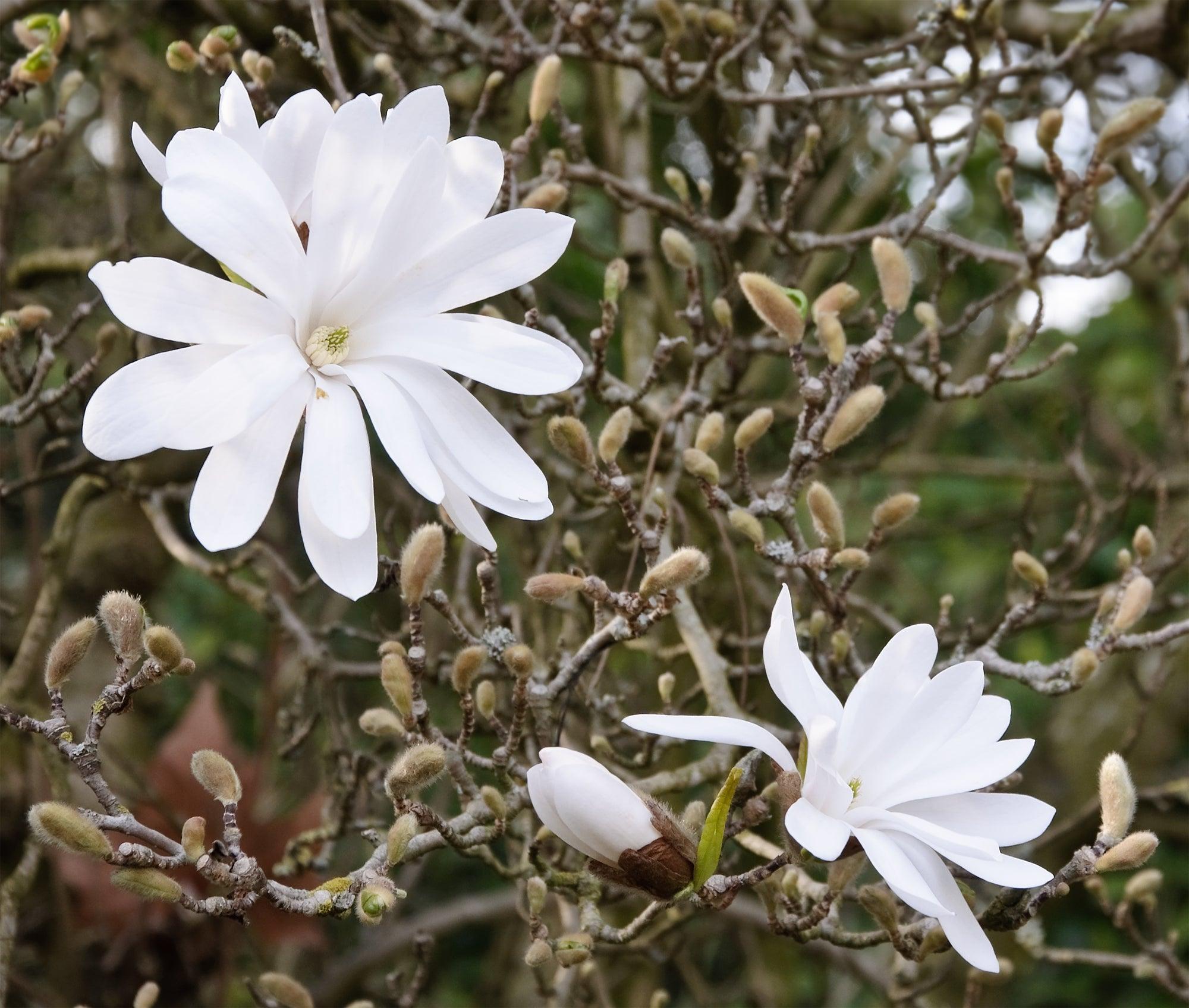 Magnolia stellata arbore 3.00 - 3.50 m / Magnolia stellata/ gradina-noastra