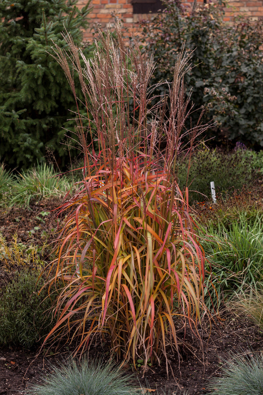 Iarba elefantului "Navajo" 0.20 - 0.30 m /Miscanthus sinensis "Navajo"/