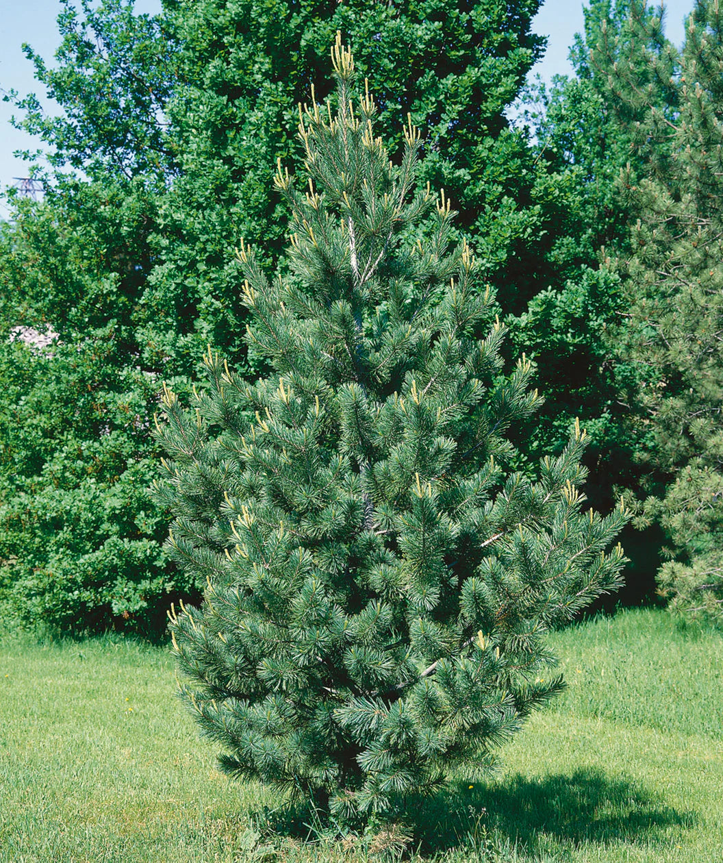 Pin "Vanderwolf's Pyramid" 0.70 - 1.00 m / Pinus flexilis "Vanderwolf's Pyramid" /