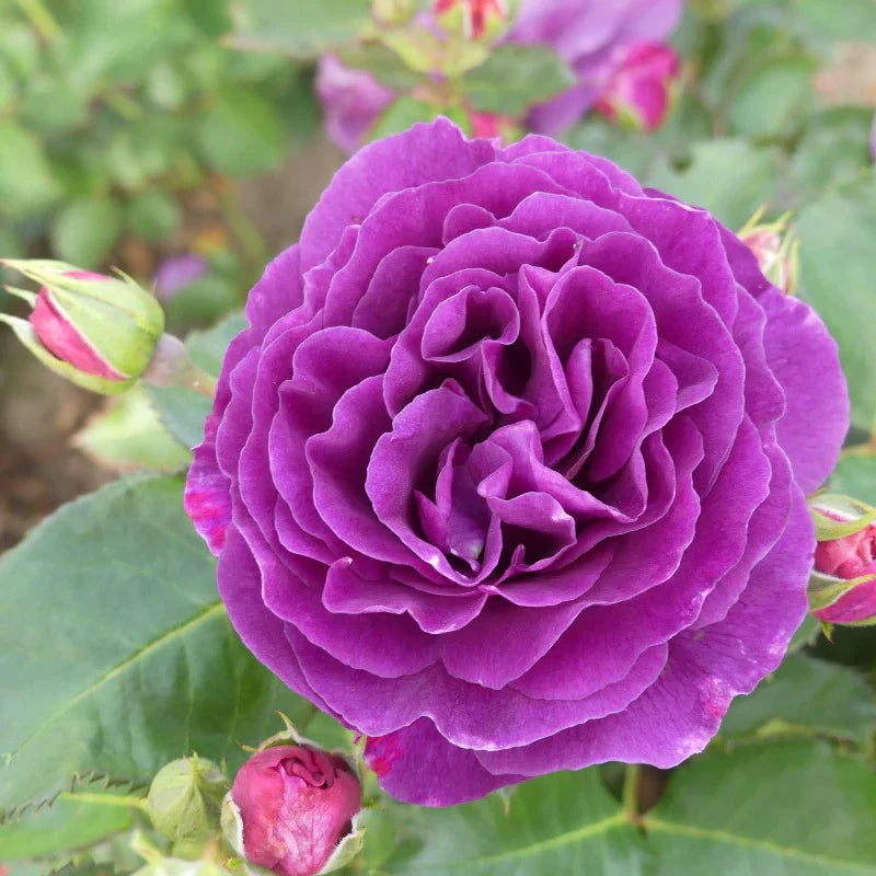 Trandafir pe picior "Minerva" 1.20 - 1.30 m (Rosa "Minerva")