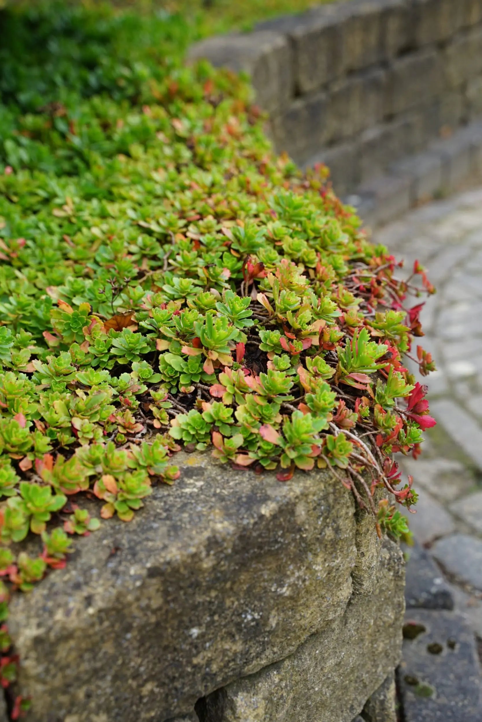 Iarba grasa "Album Superbum"0.10 - 0.20 m / Sedum spurium "Album Superbum"/