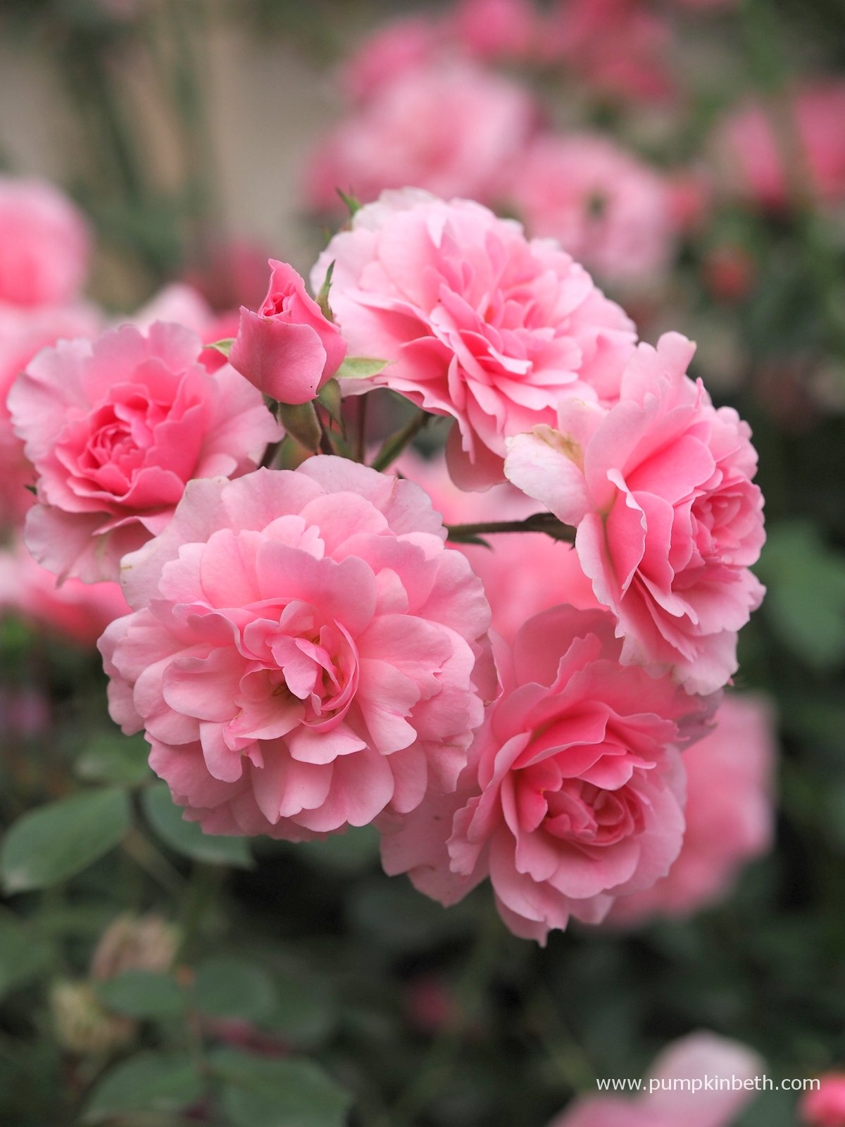Trandafir pe picior "Bonica" 1.20 - 1.30 m (Rosa "Bonica")